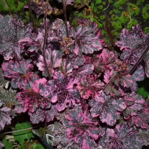 Саженец гейхеры мелкоцветковой Миднайт Роуз (Midnight Rose)