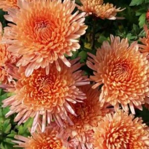 Хризантема Белочка