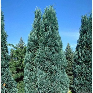 Саженец кипарисовика Туевидного от 150 см