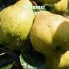Комплект 5шт / Груша Августовская роса