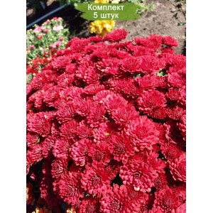 Саженцы красной хризантемы мультифлоры Даниэлла Ред (Danielle Red) -  комплект 5 шт.