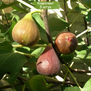 Саженцы Инжира Брунсвик -  комплект 5 шт.