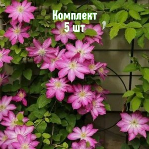 Комплект 5шт / Клематис Асао