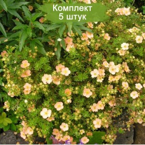 Саженцы лапчатки кустарниковой (Курильского чая) Дейдаун (Daydawn) -  комплект 5 шт.