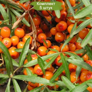 Саженцы облепихи Подруга -  комплект 5 шт.