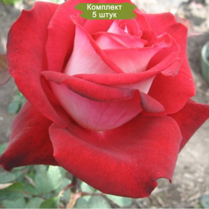 Саженцы чайно-гибридной розы Николь (Nicole) -  комплект 5 шт.