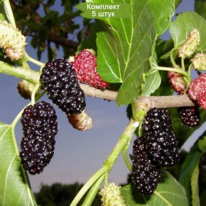 Саженцы тутовника (шелковицы) Хартут (Khartut) -  комплект 5 шт.