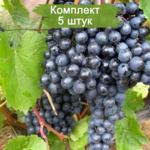 Саженцы винограда Памяти Домбковской (Ранний/Черный) -  комплект 5 шт.