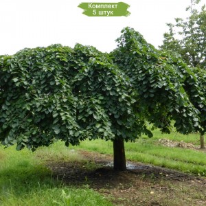 Саженцы вяза шершавого Кампердоуни -  комплект 5 шт.