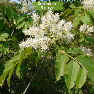 Саженцы ясеня Белого (20-40 см) -  комплект 5 шт.