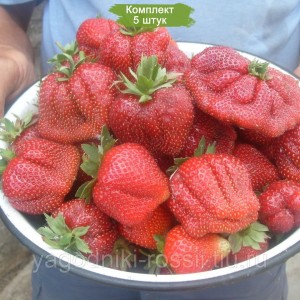Саженцы земляники Мармелада (Средняя) -  комплект 5 шт.