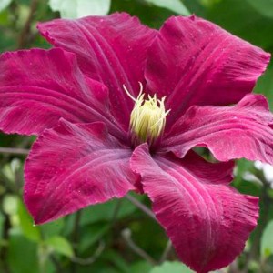 Саженец клематиса Ниобе (Niobe)