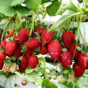 Саженец клубники Мальга