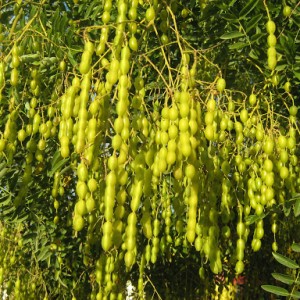 Саженец Софоры японской