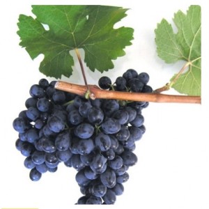 Виноград Антей Магарачский