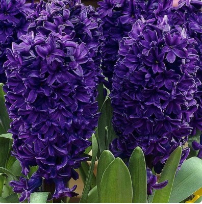 Гиацинт Блю Сапфир