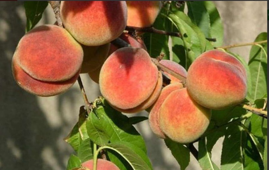 Персик Джаминат