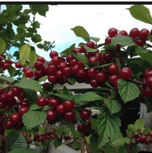 Вишня войлочная Смуглянка восточная