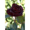 Саженец чайно-гибридной розы Блэк Баккара (Black Bakkara)