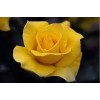 Саженец чайно-гибридной розы Папилон (Papillon)