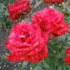 Саженец чайно-гибридной розы Ред Интуишн (Red Intuition)