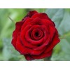 Саженец чайно-гибридной розы Ред Наоми (Red Naomi)
