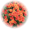 Саженец хризантемы мультифлора Конако (Conaco)
