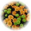 Саженец хризантемы мультифлора Ламиа (Lamia)
