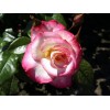 Саженец плетистой розы Хендель (Handel)
