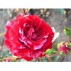 Саженец розы флорибунды Сатин (Satin)