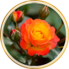 Саженец штамбовой розы Румба (Rumba)