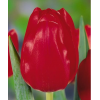 Срезка тюльпана Ред пауэр 26009