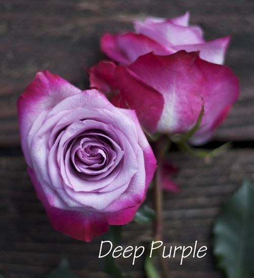 Саженец чайно-гибридной розы Дип Перпл (Deep Purple)