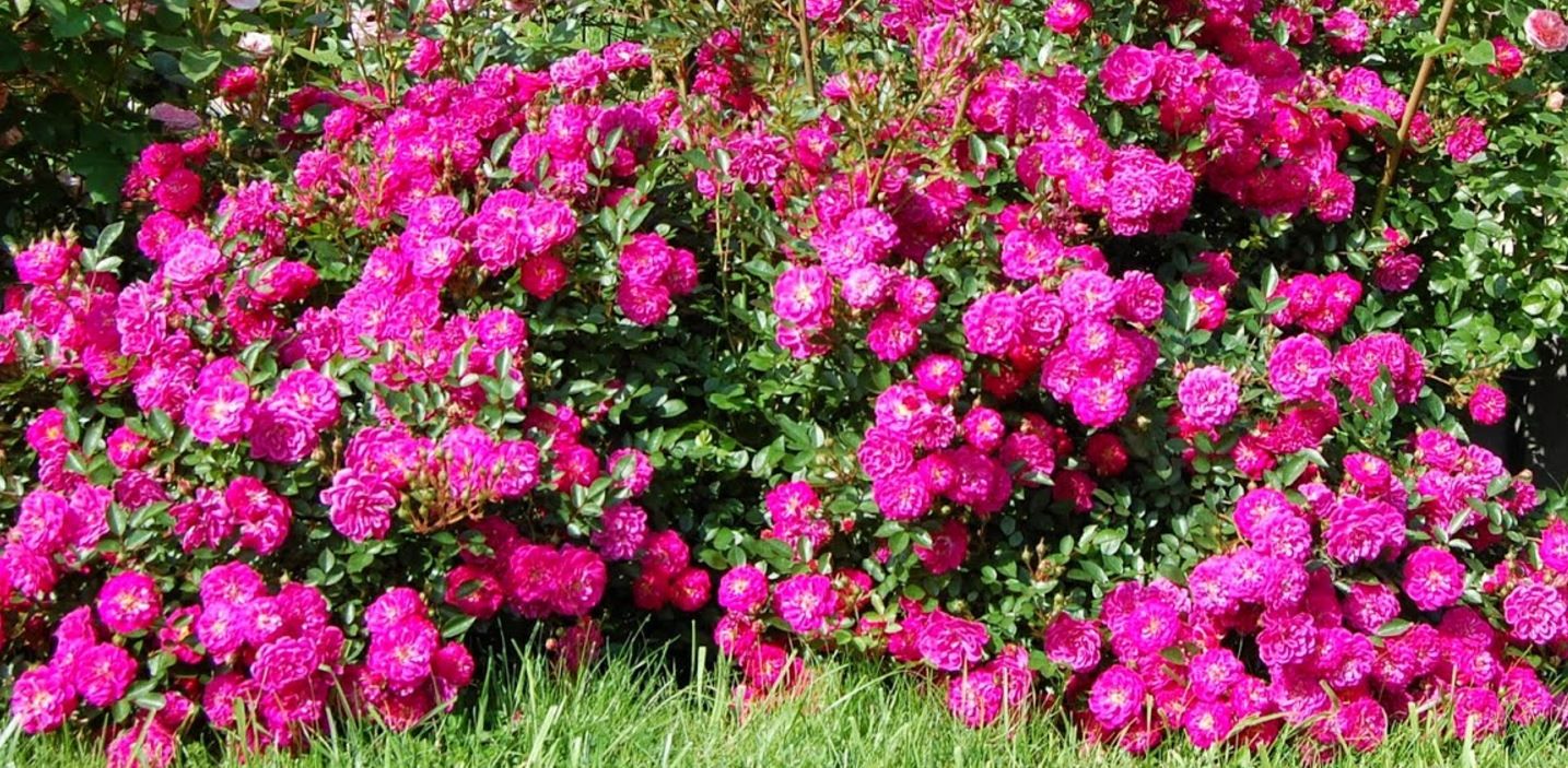 Саженец почвопокровной розы Сиреневый дождь (Hedetraum)