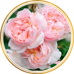 Комплект из 3-х штамбовых роз Шарифа Асма (Sharifa Asma)