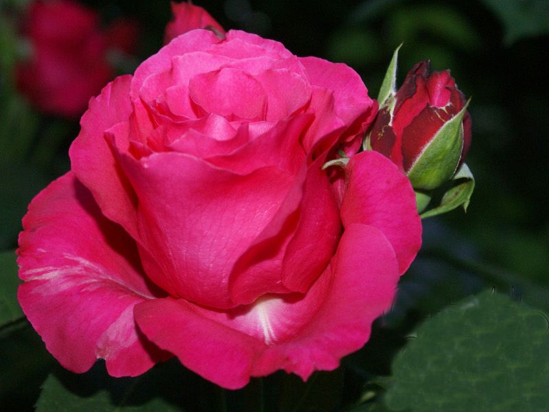 Саженец чайно-гибридной розы Джиральдо (Giraldo)