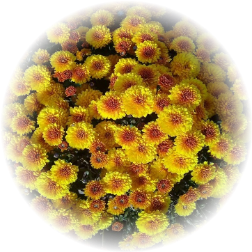 Саженец хризантемы мультифлора Кинг Йеллоу (King Yellow)