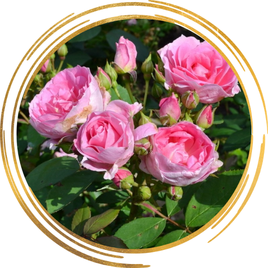 Саженец канадской розы Прейри Джой / Прайри Джой (Prairie Joy)