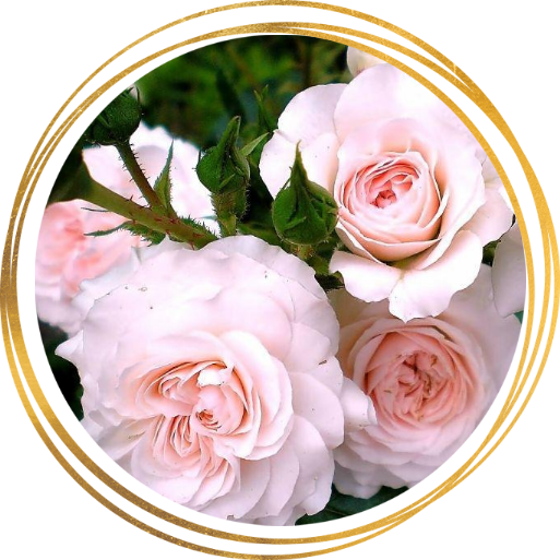 Саженец шраб розы Бремен Штадтмузикантен (Bremer Stadtmusikanten)