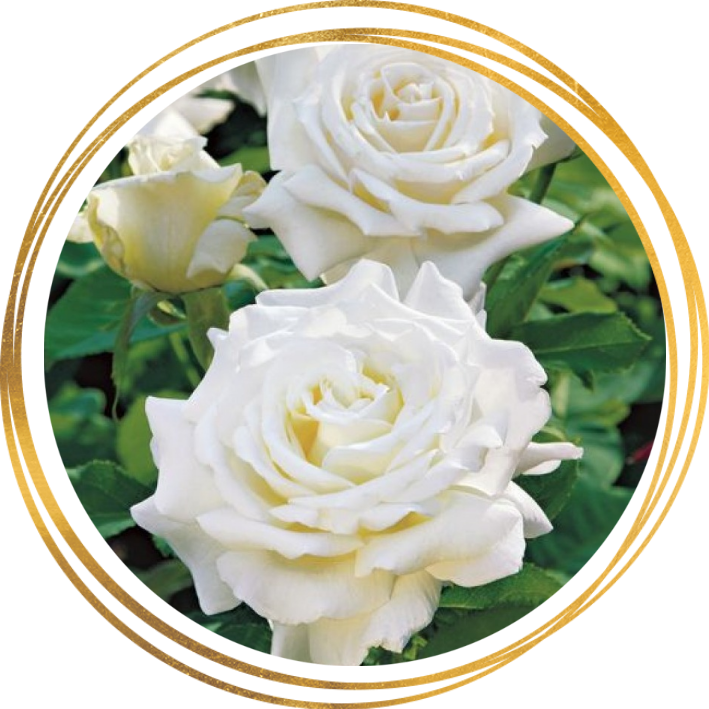 Саженец шраб розы Уайт Кристмас (White Christmas)