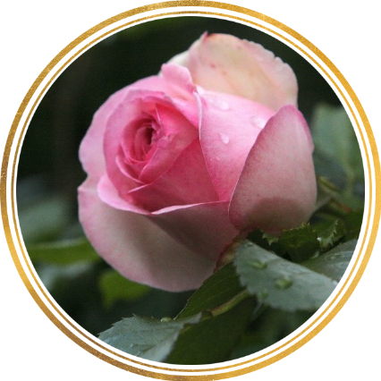 Саженец штамбовой розы Эден Роуз (Eden Rose)